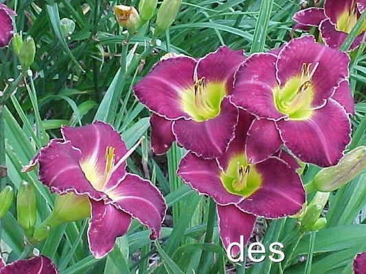 Daylily Plants - 2 Pack - Thunder and Lightning Purple with White Edge - Hemerocallis