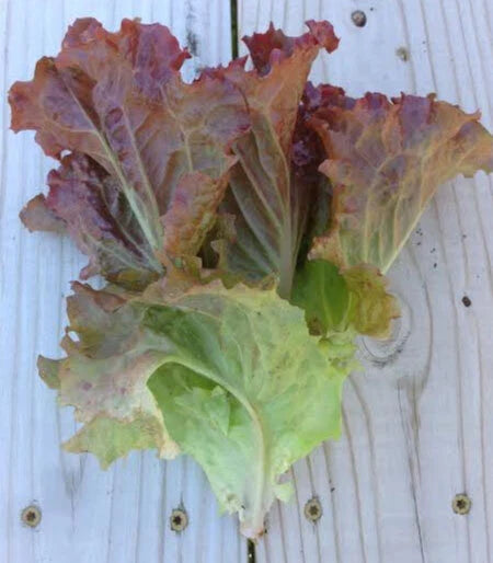 Ruby Red Loose Leaf Lettuce Seeds - 500 to 5,000 Heirloom Rare Crispy Variety (Lactuca sativa)