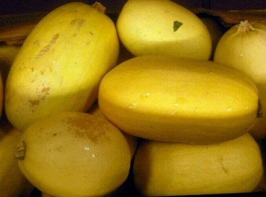 Spaghetti Squash Seeds 20 Ct Heirloom Winter Vegetable Garden Cucurbita pepo - USA Grown, Free Shipping