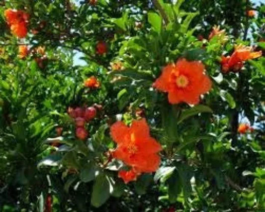 Pomegranate Seeds 30 Seeds Punica Granatum Bonsai Plant Fruit Tree