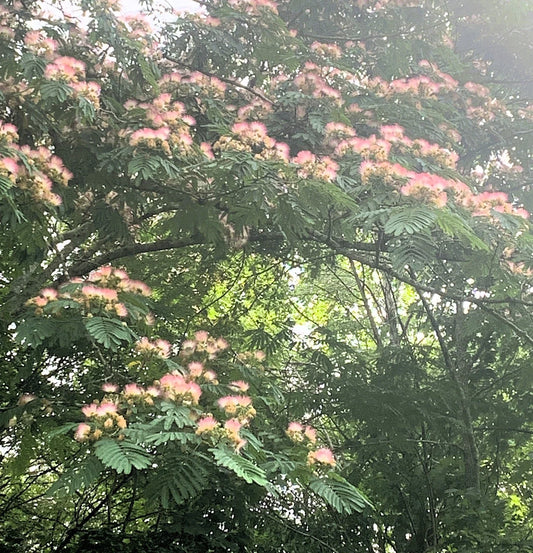 Pink Mimosa Cuttings 8-10” Persian Silk Tree Albizia Julibrissin Qty 5 - Vibrant Pink Flowers for Gardening or Landscaping