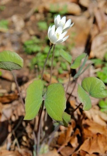 Twinleaf Bare Roots | Jeffersonia diphylla | Native Perennial Plant for Shade Gardens