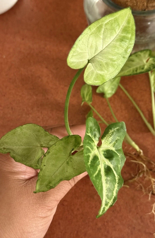 Rooted Cutting Syngonium Podophyllum Arrowhead Plant - Healthy Indoor Houseplant