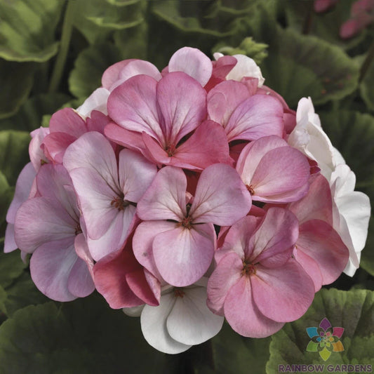 Pinto Premium White to Rose Geranium Seeds - 25+ Seeds - Pelargonium x hortorum - Ideal for Garden Planting - USA