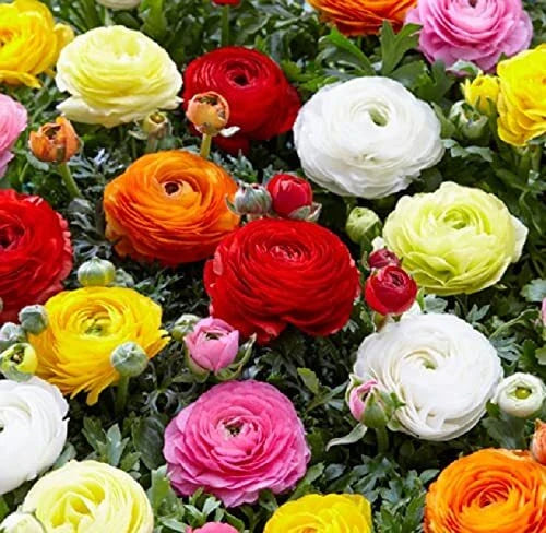Dozen Mixed Peony Ranunculus Bulbs - 12 Large Healthy Bulbs - Ships from Iowa - Colorful Garden Flowers