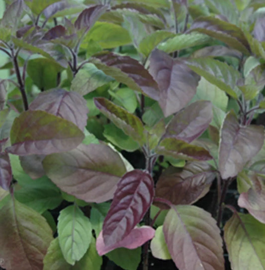 Red Tulsi Basil Seeds 200+ Non-GMO Red Leaf Holy Basil Herb (Ocimum sanctum) for Gardening