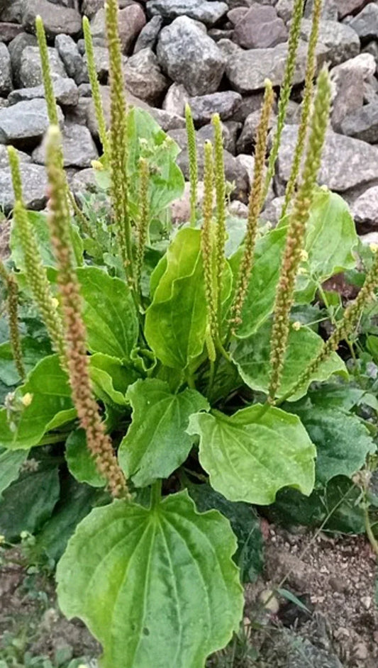 Plantago Major Broadleaf Plantain Live Plants - 3pcs Bare Root Ready to Plant