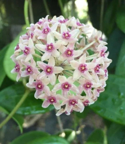 Hoya Plant in 2.5" Pot - Hoya hanhiae - Rooted Indoor Houseplant for Easy Care and Aesthetic Decor