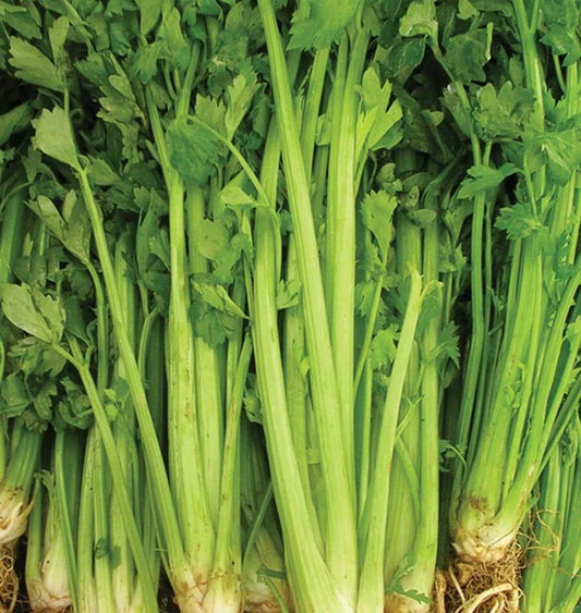 Celery Seeds 2000+ Non-GMO Tall Utah Variety for Vegetable Garden - USA Seller