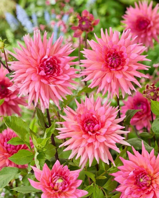 Dahlia Tubers - 3 Large "Pink Lizza" Planting Tubers - Dahlia pinnata