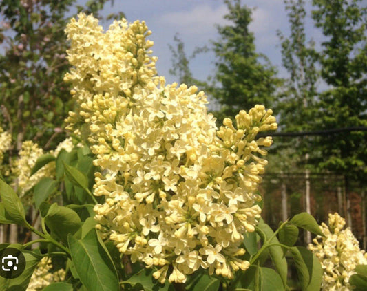 Primrose Lilac Starter Plant 4-8” Well Rooted Syringa Vulgaris | Fragrant Flowering Shrub