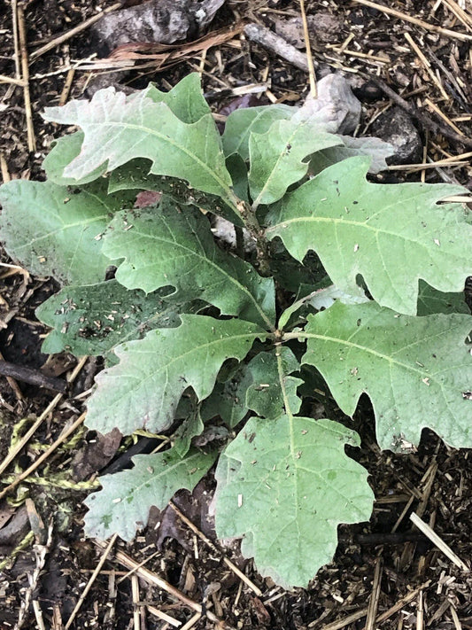 Live Oak Saplings - 4 Pack - Quercus virginiana - Healthy Native Trees for Landscaping and Reforestation