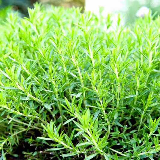 Tarragon Seeds - 200+ Non-GMO Heirloom Spring Perennial Herb for Flower Garden (Artemisia dracunculus)