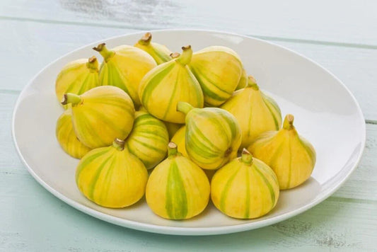 Panache Fig Seeds - 100+ Tiger Stripe Seeds for Garden Planting - Ficus carica - USA