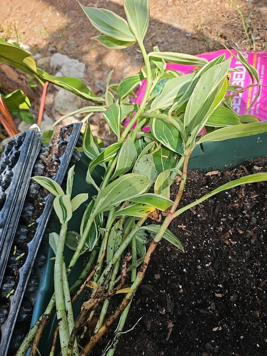 Costus speciosus Variegated Spiral Flag Ginger Plant - Live Potted 10"