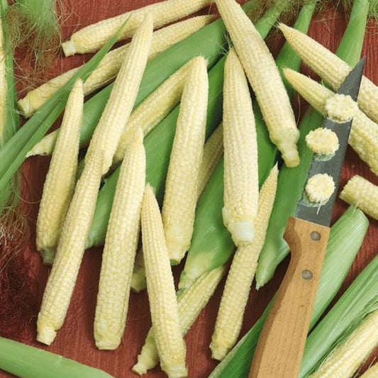 Japanese Hulless White Popcorn Seeds 25 Pack - Non-GMO Vegetable Seeds for Home Garden - Zea mays everta