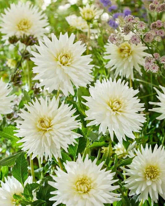 Dahlia Tubers for Planting - 3 Large "My Love" Variety - Dahlia pinnata