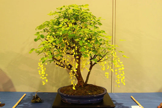 Dwarf Golden Raintree Seeds - 10 Pack Ornamental Bonsai - Koelreuteria paniculata - Free Shipping