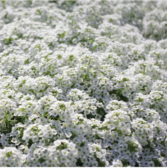 White Alyssum Carpet of Snow Flower Seeds - 100 Organic Dwarf Seeds for Floral Boho Gardens - USA Grown