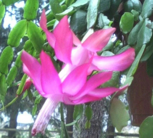 True Christmas Cactus 3 Per Pot Old Fashioned Pink Schlumbergera × buckleyi