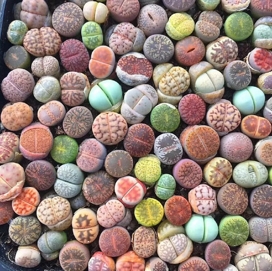Mixed Succulent Seeds Pack - 100pcs Living Stones Lithops Seeds - Drought-Tolerant Succulents for Gardening