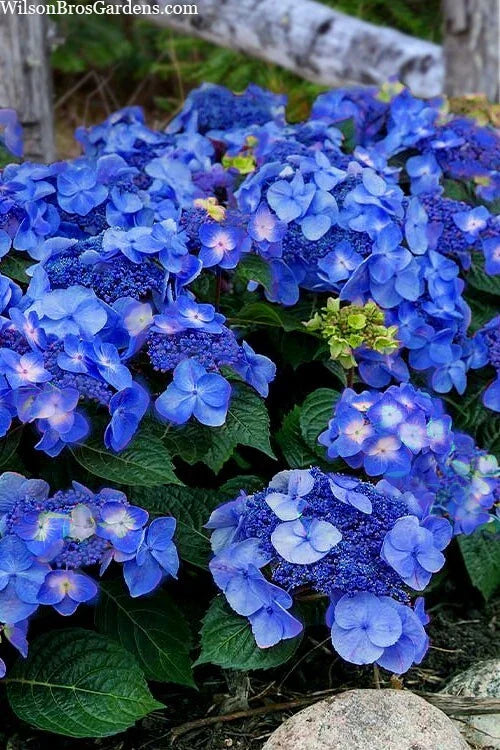 Pop Star Hydrangea 6-Pack - Rooted Cutting Bundle - Beginner Friendly - Hydrangea macrophylla