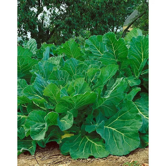 Couve Tronchuda Kale Seeds - 2000 Non-GMO Heirloom Seeds - Portuguese Variety - Free Shipping
