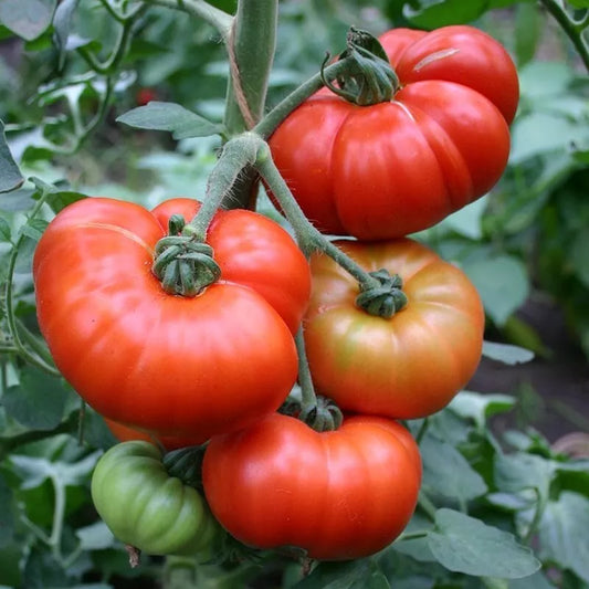 Marmande Tomato Seeds 50 Ct Heirloom Non-GMO Vegetable Seeds for Garden, Solanum lycopersicum