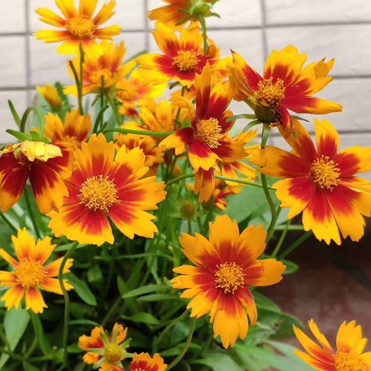 Coreopsis Seeds - 100 Count - Plains Coreopsis - Easy-Grow Wildflowers for Summer Blooms - Coreopsis tinctoria