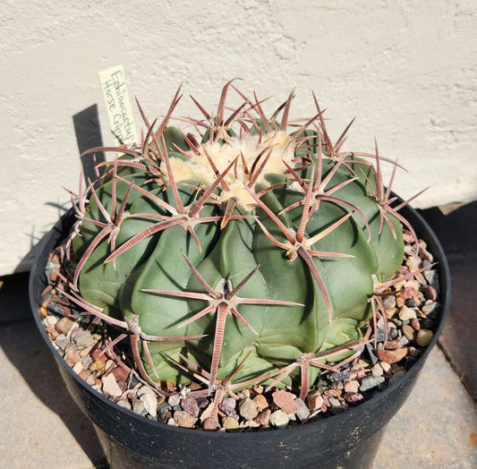 Echinocactus Texensis Horse Crippler Cactus Live Rooted Plant - Unique Desert Succulent, Drought-Tolerant, Low Maintenance