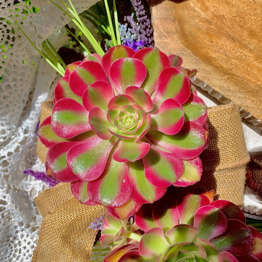 Rare Succulents Plant 3.5-4" Aeonium 'Pink Witch' Bare Root Succulent Gift