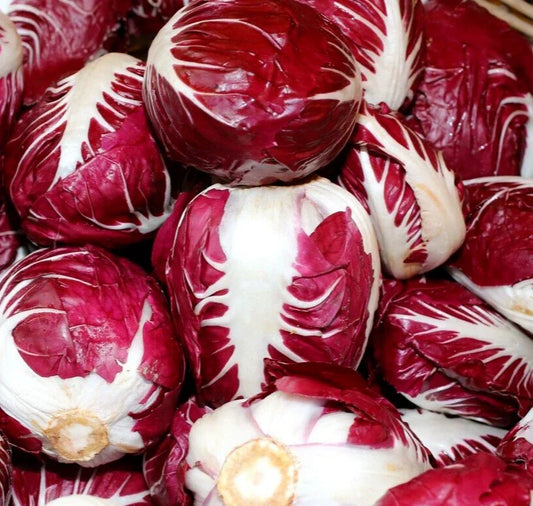 Radicchio Seeds 500+ Rouge de Verona Cichorium intybus Vegetable - Heirloom, Non-GMO, Free Shipping