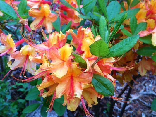 Deciduous Azalea Starter Plant - Tallulah Sunrise - Rhododendron - Small Rooted Plant