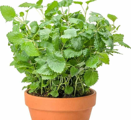 Lemon Balm Seeds - 200+ Heirloom Seeds - Melissa Officinalis - Common Balm Mint - Sweet Balm - USA Grown