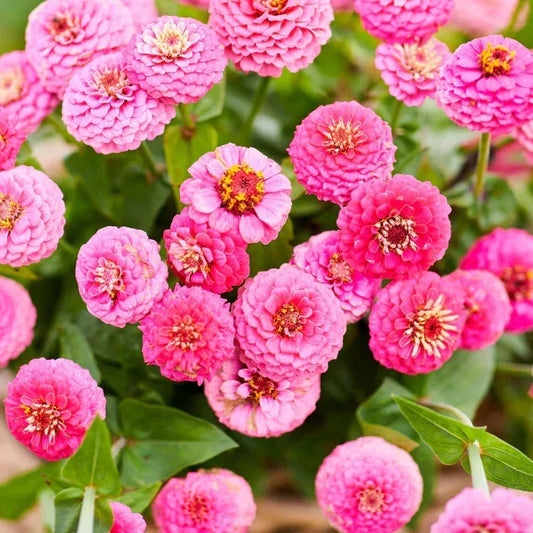 Lilliput Rose Zinnia Seeds - 100+ Pack for Garden Planting - Zinnia elegans - USA