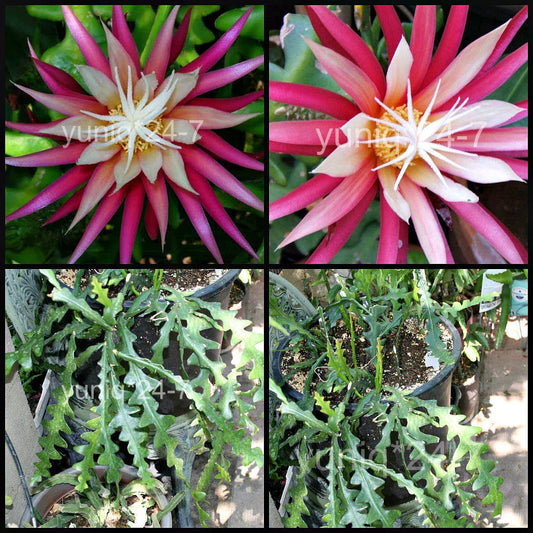 Ric Rac Cutting Orchid Cactus, Fish Bone Succulent, Cryptocereus anthonyanus