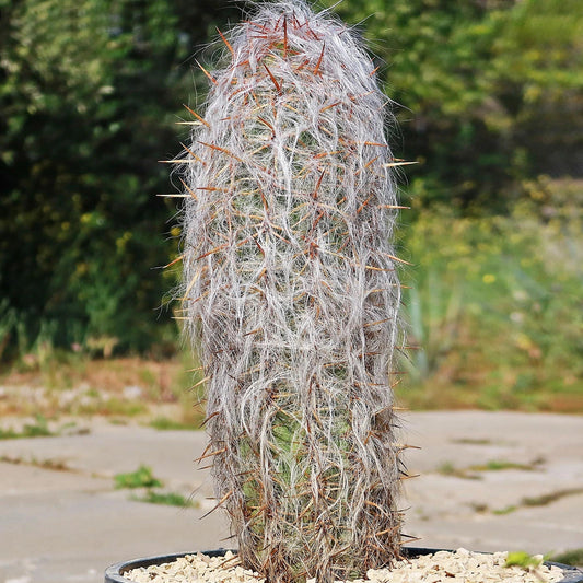 Oreocereus celsianus Cactus | Old Man of the Andes Cactus | Real Succulent Plant | Unique Desert Decor