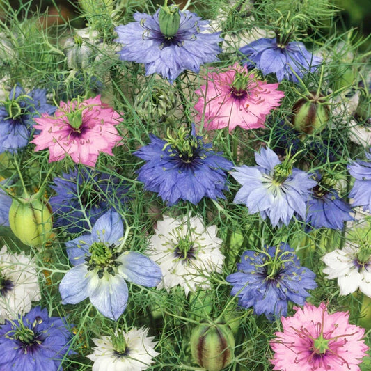Nigella Seeds - Love-in-a-Mist Mix - Double Flowers - 100 Seeds (Nigella damascena)