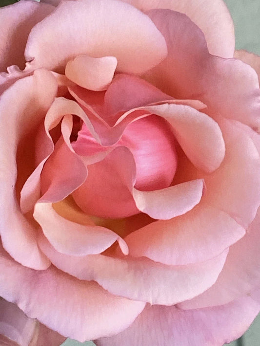 Apricot Heirloom Rose Cuttings - Six Stem Fragrant Blooms - Rosa spp.