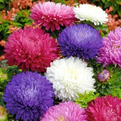 Aster Powder Puff Mix Seeds - 185 Count - Easy Cut Flower - China Aster (Callistephus chinensis) - Free Shipping