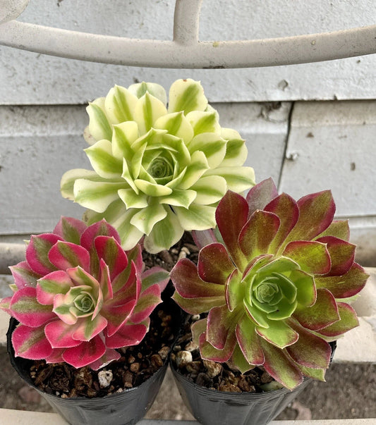 Succulents Live Plants - Aeonium Cutting Combo - Varied Colors - Perfect for Indoor Gardening - Easy Care Plants