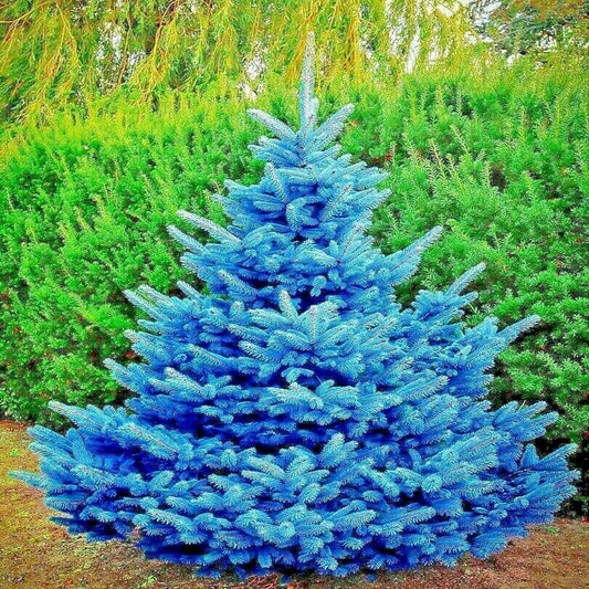 Colorado Blue Spruce Tree Seeds - Glauca Variety - Cold Hardy Bonsai Plant - Picea pungens