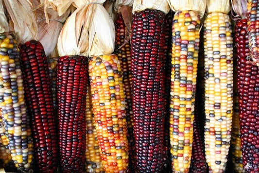 Treated Corn Seeds - Indian Ornamental Variety, Non-GMO, Shipped with Tracking, Zea mays