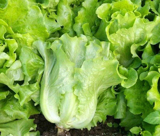 Romaine Lettuce Seeds 1000+ Count Italian All Season Seeds (Lactuca sativa) USA Grown