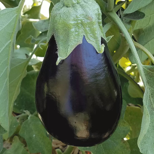 Eggplant Seeds 200+ Heirloom Black Beauty NON-GMO - Perfect for Vegetable Garden - Free Shipping
