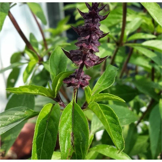 Licorice Basil Herb Seeds, Thai Basil, NON-GMO, Various Sizes, Ocimum basilicum