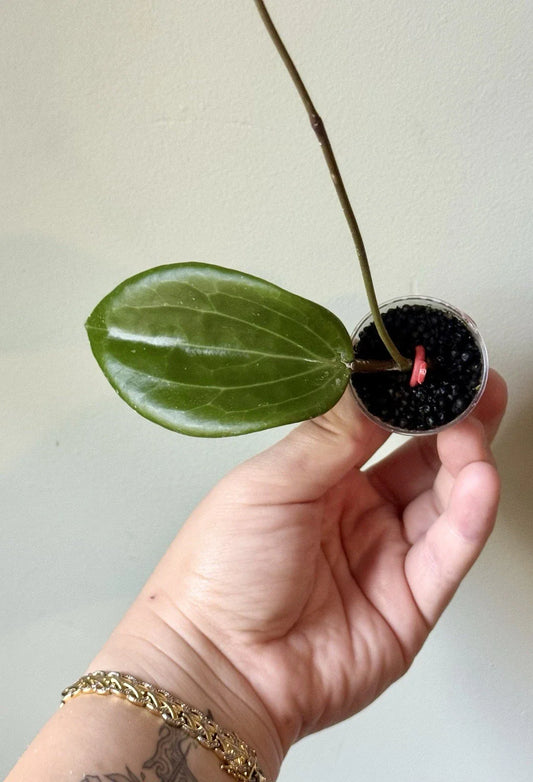 Rooted Hoya Cutting - Hoya Quinquenervia - Indoor Plant - Easy Care Houseplant