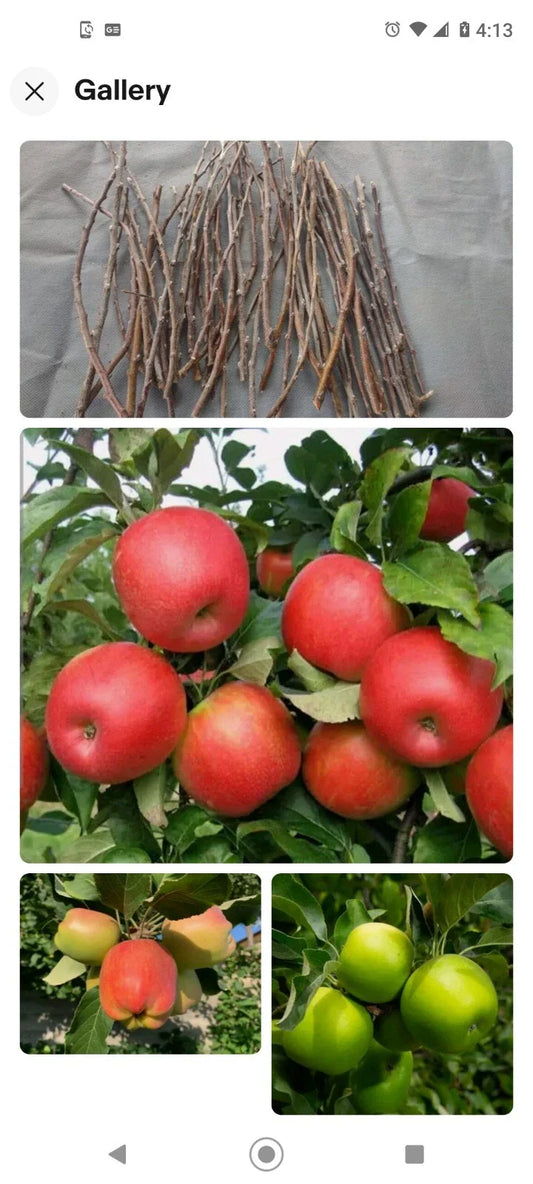 Apple Tree Cuttings - 6+1 FREE Live Grafting Rooting Scions - Malus domestica