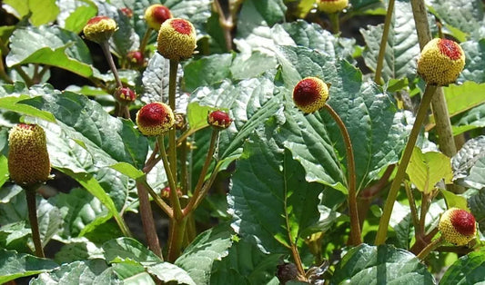 Toothache Herb Seeds - 100 Count Packet - Numbing Flowering Herb - Acmella oleracea