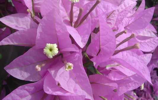 Bougainvillea Plug Plant - Silhouette Variety - Well Rooted - Ships Bare Root - Tropical Flowering Plant